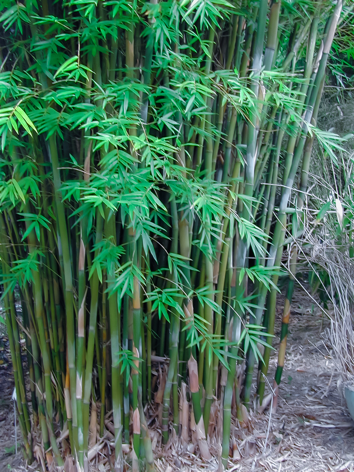 Bambusa textilis "Weaver's - - Bamboo & Gardens