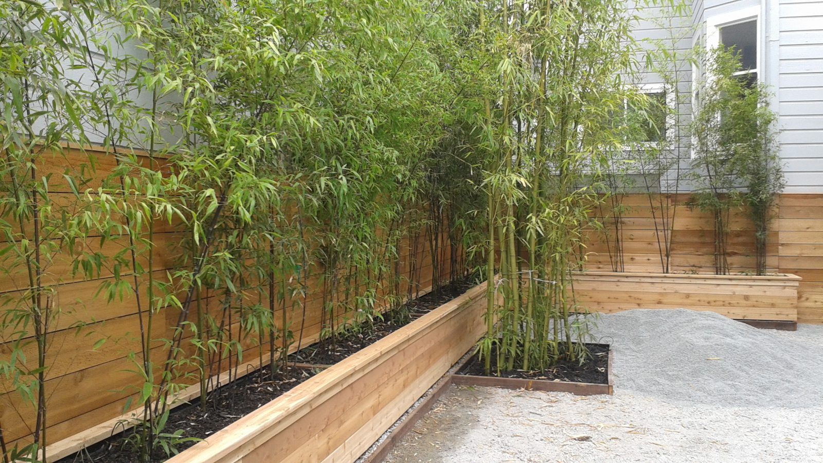 Bamboo plants for privacy fence information