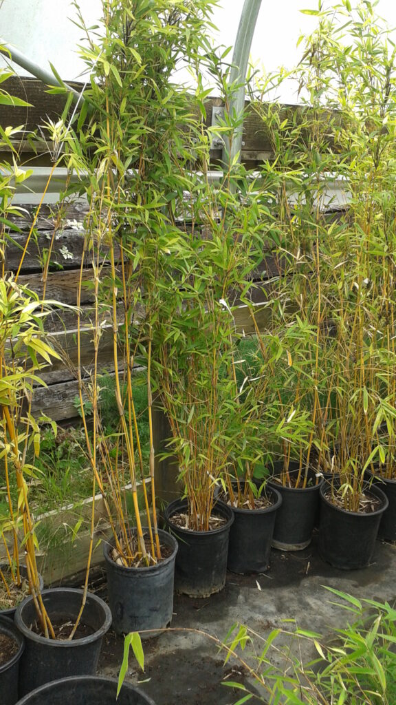 Bambusa multiplex 'Alphonse Karr' - BMPA - Bamboo Sourcery Nursery ...