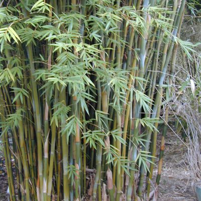 Bambusa multiplex 'Eddie Gaedel' - BMPEG - Bamboo Sourcery Nursery ...