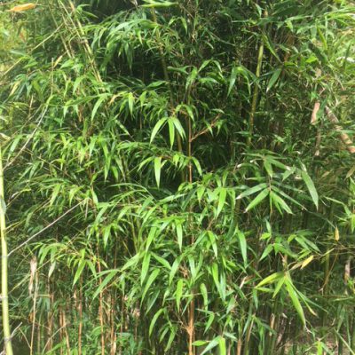 Bambusa multiplex 'Alphonse Karr' - BMPA - Bamboo Sourcery Nursery ...