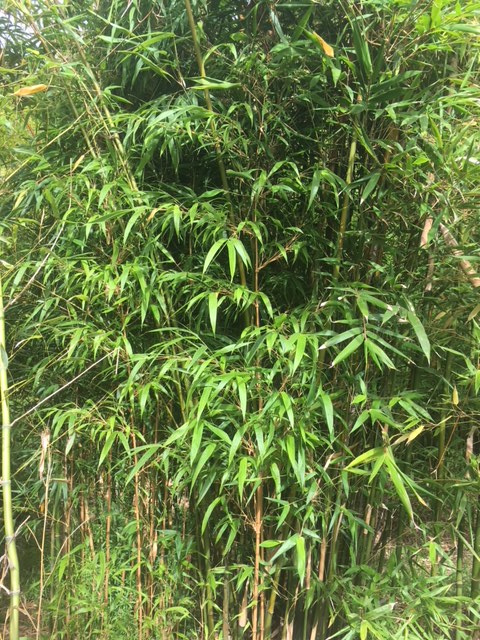 Bambusa dolichomerithalla 'Green Stripestem' - BDOS - Bamboo Sourcery ...