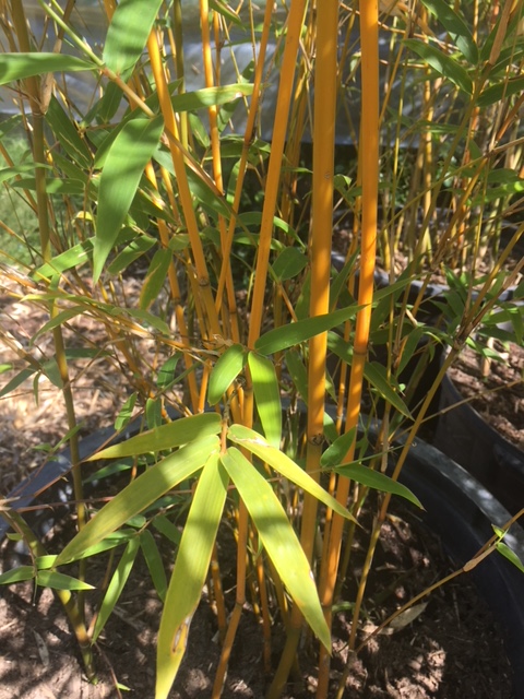 Bambusa multiplex 'Goldstripe' - BMPGS - Bamboo Sourcery Nursery & Gardens