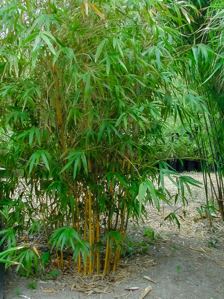 bambus schutzmatte Bambus-Sichtschutzzaun Brasil | Natur