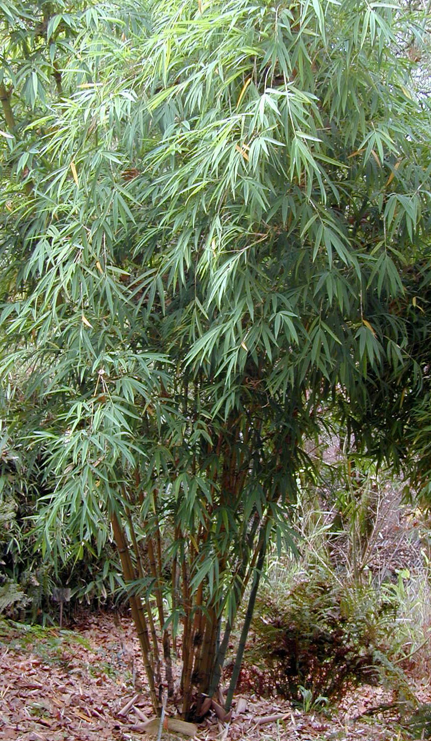 Chimonocalamus pallens 