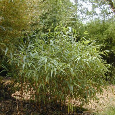 Chusquea culeou (6-11) 'Chilean Weeping' - CHCW - Bamboo Sourcery ...