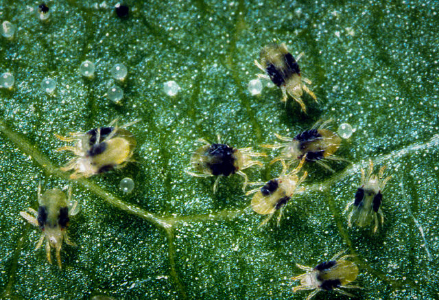 Pests - Bamboo Sourcery Nursery & Gardens