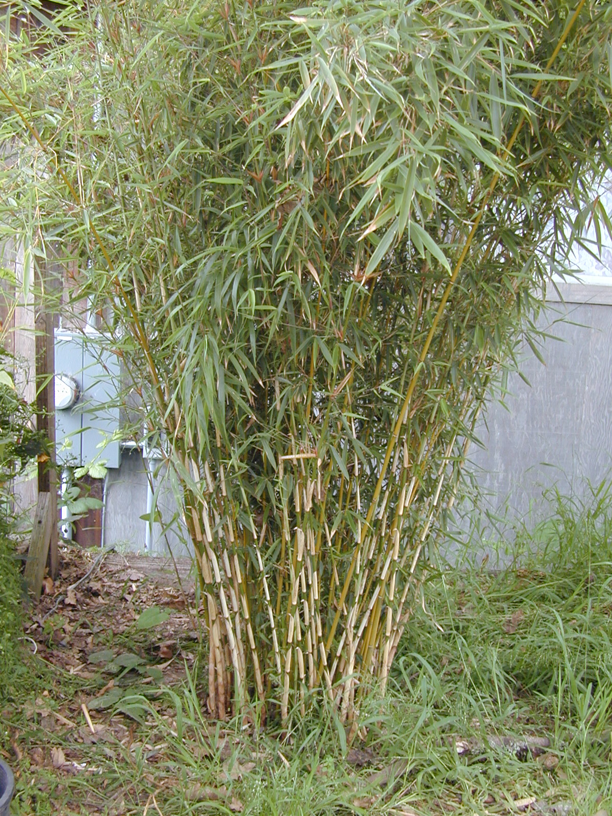  Phyllostachys  aurea Golden Bamboo  Fishpole Bamboo  