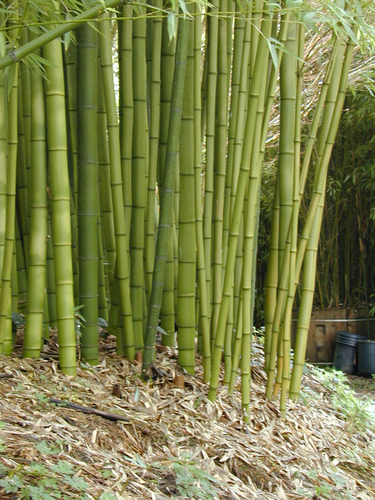 Phyllostachys bambusoides 'Slender Crookstem' - PHBR - Bamboo Sourcery ...