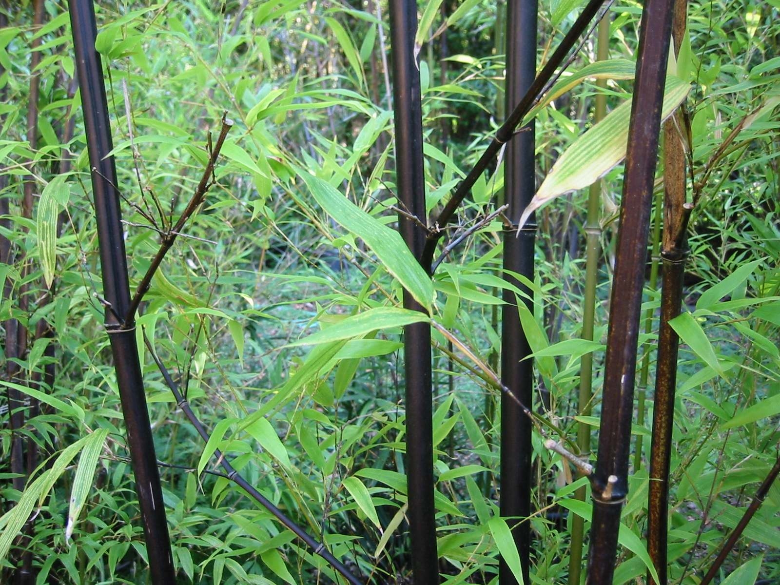 Phyllostachys nigra 