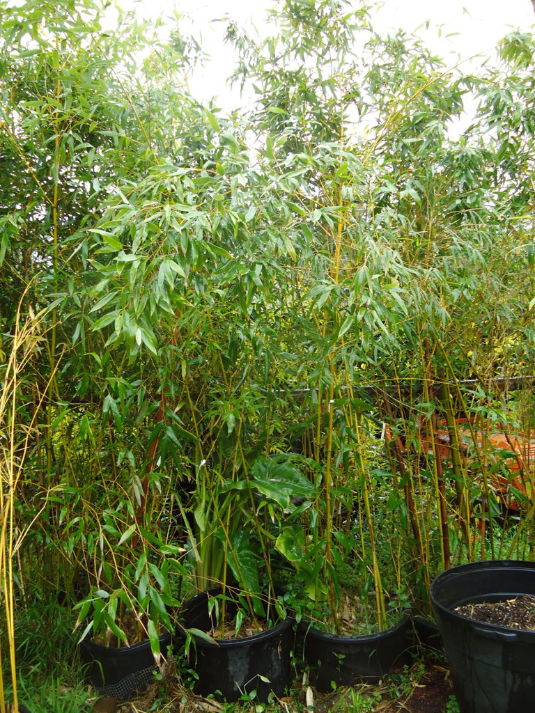 Phyllostachys violascens - PHVC - Bamboo Sourcery Nursery & Gardens