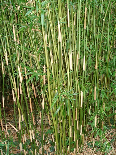 Semiarundinaria makinoi - SEMK - Bamboo Sourcery Nursery & Gardens