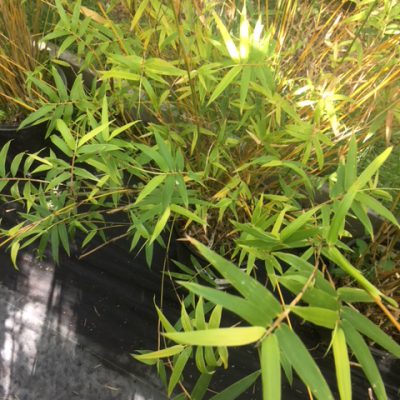 Bambusa multiplex 'Goldstripe' - BMPGS - Bamboo Sourcery Nursery & Gardens