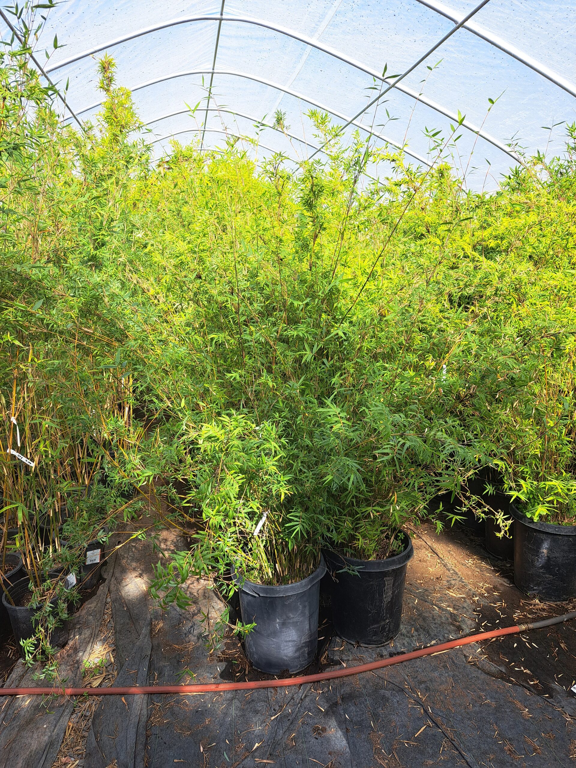 Bambusa multiplex 'Riviereorum', "Chinese Goddess" - BMPR - Bamboo Sourcery  Nursery & Gardens